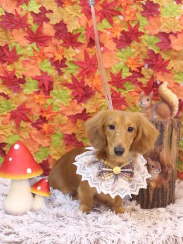 20241115レオくん